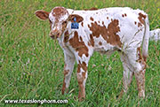 All Dried Calf 2026 - All Dried x Bond - 2026 Bull - 26J_3115