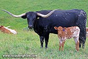 26J_3292.jpg - More Span