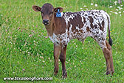 Staple Box Calf 2026 - Staple Box x Showman - 2026 Bull - 26J_3318