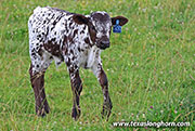 Spicy Mark Calf 2026 - Spicy Mark x Showman - 2026 Bull - 26J_3320