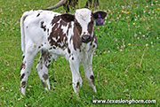 So Aloof Calf 2026 - So Aloof x Point Wish - 2026 Heifer - 26J_3346