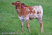 26J_3416.jpg - Drop Dancer x Jam Box - 2026 Heifer