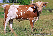 26J_3588.jpg - Sneaky Lady x Point Wish - Bull