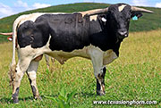 Sacred Saddle Calf 2025 - Sacred Saddle x No How - 2025 Bull - 26J_3628