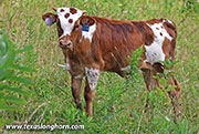 Span Tepal Calf 2026 - Span Tepal x Point Wish - 2026 Bull - 26J_3734