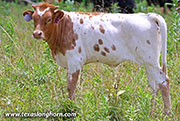 Checkered Line Calf 2026 - Checkered Line x Point Wish - 2026 Heifer - 26J_3744