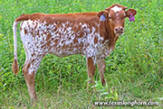Spicy Box Calf 2026 - Spicy Box x Point Wish - 2026 Heifer - 26J_3760
