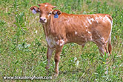 50 Tulips Calf 2026 - 50 Tulips x Giver - 2026 bull - 26J_3780
