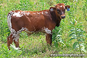 No Case Calf 2026 - No Case x Point Wish - 2026 Bull - 26J_3783