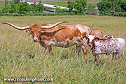 Cut List - I-286579 - 26J_3789
