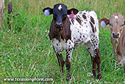 Ice Tool 2024 Calf 2026 - Ice Tool x Bond - 2026 Heifer - 26J_3846
