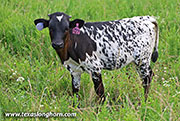 Speak Free Calf 2026 - Speak Free x Bond - 2026 Heifer - 26J_3847