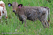 Talk A Lot Calf 2026 - Talk A Lot x Bond - 2026 Heifer - 26J_3850