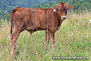Pearl Magnum Calf 2026 - Pearl Magnum x Point Wish - 2026 Bull - 26J_3891