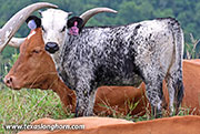 Rusty Struck Calf 2026 - Rusty Struck x Showman - 2026 Heifer - 26J_3896