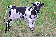 26J_3924.jpg - Sabanudo x Ice Pick - 2026 Heifer