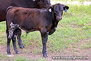 Shogun Calf 2026 - Shogun x Point Wish - 2026 Bull - 26J_3930