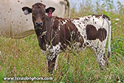 26J_4042.jpg - Drop & Roll x Full Throttle - 2026 Heifer