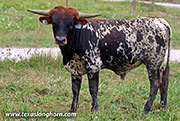 26J_4062.jpg - Jet Me Over x Drop Box - 2025 Bull