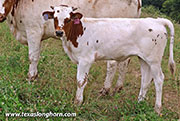 26J_4117_heifer.jpg - Canu Flair x Nohow - 2026 Heifer