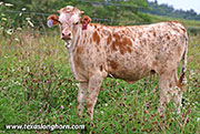 Flair Time Calf 2026 - Flair Time x Jam Box - 2026 Heifer - 26J_4145