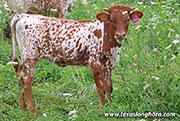 26J_4250.jpg - Humid x Jam Box - 2026 Heifer