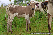 Silver Rock Calf 2026 - Silver Rock x Giver - 2026 Heifer - 26J_4258