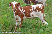 She's A 20 G Calf 2026 - Shes A 20 G x Levin - 2026 Heifer - 26J_4267