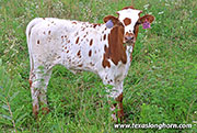 26J_4271.jpg - Clearly Over x Jam Box - 2026 Heifer