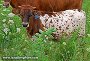 26J_4284.jpg - Fever Pitch x Jam Box - 2026 Bull