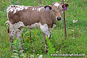 Silver Rock Calf 2026 - Silver Rock x Giver - 2026 Heifer - 26J_4285