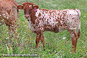 26J_4298.jpg - Humid x Jam Box - 2026 Heifer