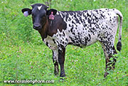 26J_4376.jpg - Speak Free x Bond - 2026 Heifer