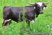 26J_4377.jpg - Merit