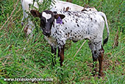 26J_4425.jpg - Radiant Cut x Ambassador - 2026 Heifer