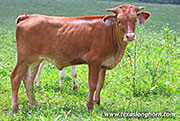 26J_4562.jpg - Tonic Box x Tin Cup - 2026 Heifer