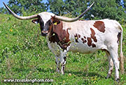 26J_4702.jpg - Steely