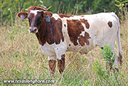 26J_4857.jpg - Royal Point x Jam Box - 2026 Bull