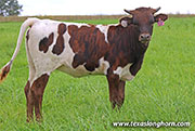 Stop Ho Calf 2026 - Stop Ho x Jam Box - 2026 Heifer - 26J_5174