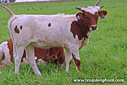 Top Marks - Top Marks - 26J_5176