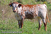 Afternoon Calf 2026 - Afternoon x Giver - 2026 Heifer - 26J_5255