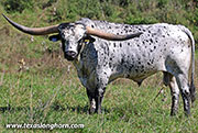 Sire - Giver - Photo Number: 26J_5257.jpg