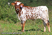 Coco Box Calf 2026 - Coco Box x Giver - 2026 Heifer - 26J_5267