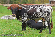 Jet Me Over Calf 2025 - Jet Me Over x Drop Box - 2025 Bull - 26J_5311