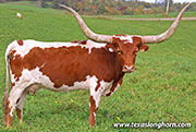 Top Marks - I-289145 - 26J_5411