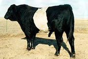 Sire - Chilingo Of Flying Cross - Photo Number: 946_15.jpg