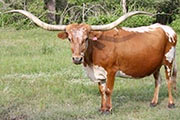 Brush Country Queen - Photo Number: Brush-Country-Queen.jpg