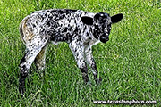Full Throttle heifer out of No Victory 
