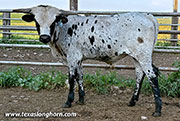 Cup Overflowing Calf 2025 - Cup Overflow x Giver -2025 Bull - CP_0270_Cup_Overflow_25-20260709