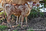 Point Char Calf 2026 - Point Char x Giver - 2026 Heifer - CP_0321_Point_Char_26-20260723